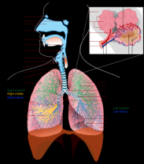 Takes in Oxygen (O) and releases Carbon Dioxide (CO2)

Includes: Nose, Throat, and Lungs