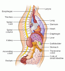 Organ Systems

Sistemas de órganos