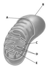 Which part of the mitochondrion shown is its matrix?