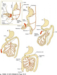 1. Midgut buckles around the yolk stalk attachment region
2. Large intestine folds across the small intestines around the axis of yolk stalk
3. Small and large intestines then further elongate to give characteristic folding