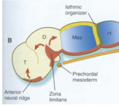 The Prosencephalon splits into the telencephalon and the diencephalon. 
The telencephalon becomes the cerebral cortex 
The diencephalon becomes the thalamus/hypothalamus
