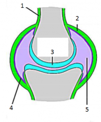 1. Periosteum
2. Fibrous Capsule
3. Articular Cartilage
4. Synovial membrane
5. Synovial cavity/fluid
