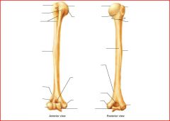 upper arm bone
