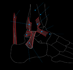 Medial ( deltoid) ligament attached to tibia 
Lateral ligaments: talofibular ligament and calcaneofibular ligaments
Distal ends of tibia and fibula are joined by anterior and posterior tibiofibular ligaments 