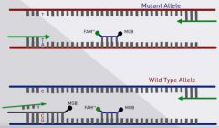 Allele specific PCR
See hint for more