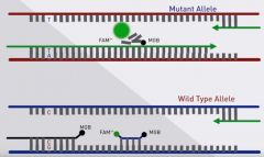 An allele specific primer binds mutation of interest
Once it transcribes the DNA, the fluor is released