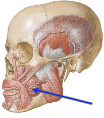 Horizontal fibers; rectangular muscle from the alveolar process on the maxilla and mandible laterally to the orbicular oris muscle medially