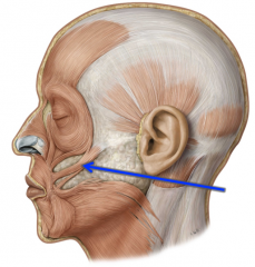 Zygomatic bone to the angle of the mouth

Muscle goes up and out