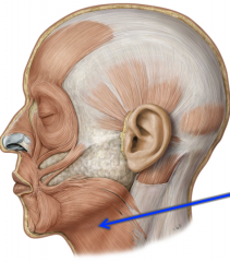Broad and thin muscle in the neck area, form the fascia of the pectoralis and deltoid muscles to the muscles on the inferior border of mandible (coming into the fascia of the neck)