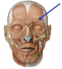 Medial part of the orbital orbicularis oculi to the skin of the eyebrows. Fibers are superolateral