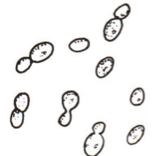 Small budding yeast measuring 2-4 um in length