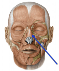 Fibers travel form the maxilla and nasal cartialge to the aponeurosis of the nose

Across the bridge of the nose