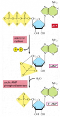 Formation: Of ATP, two phosphates are cut of to create a cyclic structure called cAMP

Breakdown: cAMP phosphodiesterase breaks the bond to create 5' AMP, turning off hormone signaling