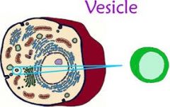 Vesicles