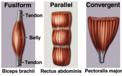 1. Fusiform (subdivision of parallel)i) Wide belly ii) Narrow tendonsiii) Quick action2. Paralleli) Long parallel fibres to force generating axisii) Powerful and fast contractions3. Convergenti) Many origins converge to tendonous insertion