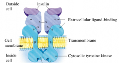 It is a receptor enzyme that is also a transmembrane receptor

Has 2 subunits

Insulin binds to change conformation of cytosolic portion which is an enzyme on its own (tyrosine kinase)

Tyrosine kinase phosphorylates specific tyrosine on other pr...