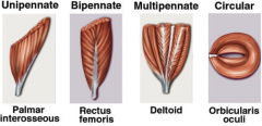 1. Unipennate- muscles that run along 1 side of a tendon2. Bipennate- muscles that run along both sides of a tendon3. Multipennate- there are multiple bipennate muscles, which run at different angles4. Circular- circular in shape- typically sphinc...