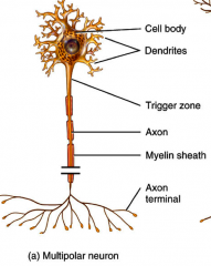 Three or more processes one axon and the rest dendrites
- most common neuron type
-major neuron type in CNS
- Most conduct impulses within the CNS intregrating sensory or motor output