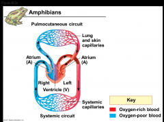 -Frogs and other amphibians have a three-chambered heart: two atria and one ventricle
-The ventricle pumps blood into a forked artery that splits the ventricle’s output into the pulmocutaneous circuit and the systemic circuit
-When underwater,...