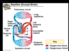 -Turtles, snakes, and lizards have a three-chambered heart: two atria and one ventricle
-In alligators, caimans, and other crocodilians a septum divides the ventricle 
-Reptiles have double circulation, with a pulmonary circuit (lungs) and a sys...