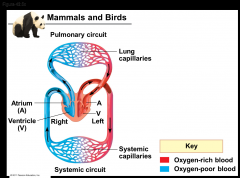 -Mammals and birds have a four-chambered heart with two atria and two ventricles
-The left side of the heart pumps and receives only oxygen-rich blood, while the right side receives and pumps only oxygen-poor blood
-Mammals and birds are endothe...