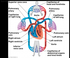 § Right ventrical
			§ Simelunar valve
			§ Pulmonary arteries
			§ Lungs-capillary beds-loads O2 and unloads CO2
			§ Pulmonary veins
			§ Left atrium
			§ Atrioventricular valve
			§ Left ventrical
			§ Semilunar valve
			§ Ao...