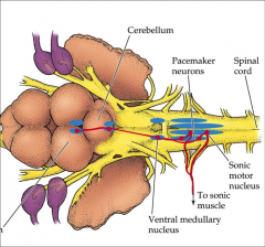 controls the sonic muscles in the plainfin midshipman.  Series of activation is the mesencephalon to the cerebellum to the ventral medullary nucleus (which coordinates movement on both sides) to the pacemaker neurons (which set the firing rate for...