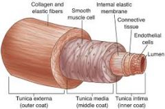 1. Tunica intima- Endothelium2. Tunica media- Smooth muscle3. Tunica adventitia- Fibrous tissue