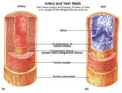1. Arteries have thicker smooth muscle walls as they have to pump blood for further distances and withstand higher pressure2. Veins have larger lumens as they don't have to withstand high pressures, and a larger diameter allows greater blood flow3...
