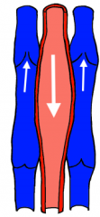 A pair of veins wraped wrapped around an artery=> Found mostly in limbs=> Countercurrent heat exchange=> Artery pulsations squeeze veins aiding in venous return