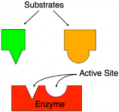 The interaction between a substrate and enzymes where the fit determines if the reaction takes place. 