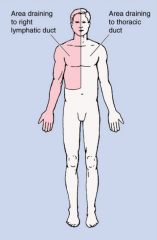 Lymph is returned to the body via venous circulation1. Right lymphatic duct=> drains upper right quadrant2. Thoracic duct=> drain everything else