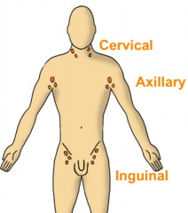 1. Cervical region (i.e. neck)2. Axillary region (i.e. armpit)3. Inguinal region (i.e. groin)