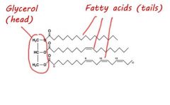 A lipid consisting of three fatty acid molecules joined by ester linkages to a glycerol molecule.
