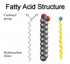A lipid consisting of a hydrocarbon chain bonded at one end to a carboxyl group.  Used to store energy.