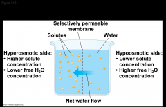 -Cells require a balance between uptake and loss of water
-Osmolarity, the solute concentration of a solution, determines the movement of water across a selectively permeable membrane
-If two solutions are isoosmotic, the movement of water is eq...