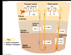 -Proximal Tubule
=Reabsorption of ions, water, and nutrients takes place in the proximal tubule
=Molecules are transported actively and passively from the filtrate into the interstitial fluid and then capillaries
=Some toxic materials are activ...