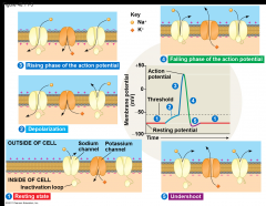 -An action potential can be considered as a series of stages
-At resting potential
=1.Most voltage-gated sodium (Na+) channels are closed; most of the voltage-gated potassium (K+) channels are also closed
-When an action potential is generated
...