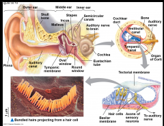 -Vibrating objects create percussion waves in the air that cause the tympanic membrane to vibrate
-The three bones of the middle ear transmit the vibrations of moving air to the oval window on the cochlea
-These vibrations create pressure waves ...