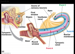 -Volume, the amplitude of the sound wave
-Pitch, the frequency of the sound wave
-The cochlea can distinguish pitch because the basilar membrane is not uniform along its length
-Each region of the basilar membrane is tuned to a particular vibra...