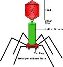 (Top----> Bottom)
-Head
-DNA
-Tail sheath (body)
-Tail Fiber (legs)
* Bacteriophage= viruses that infect bacteria.