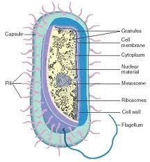 (Outside--------> Inside)
-Flagellum
-Pili
-Outer membrane
-Peptidogclan cell wall
-Cell membrane
-DNA and Ribosomes