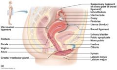 body
fundus
cervix
