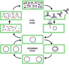 Lytic-causes cell to burst quickly
Lysogenic-Cell is not immediately taken over.
A key difference between the lytic and lysogenic phage cycles is that in the lytic phage, the viral DNA exists as a separate molecule within the bacterial cell, and...