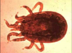 red fowl mite host: all birds
-nocturnal, live in cracks and crevices of tree branches during the day