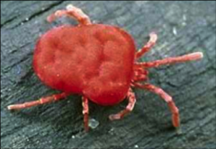 chiggers- adults and nymphs are free living, larva are parasitic stage
- host: humans, birds, mammals, reptiles, amphibians

