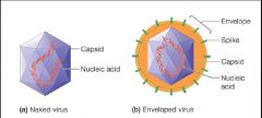 • En virion (viruspartikel) innehåller alltid en nukleinsyra och ett proteinhölje (kapsid) omkring denna
Nukleinsyra + kapsid kallas nukleokapsid
• En del virus, främst animalvirus, kan dessutom ha ett höje (envelope) - ett membran där li...