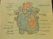 heart:
-left atrium, right atrium, left ventricle, right ventricle
venous system:
-postcava (caudal vena cava), precava (cranial vena cava), pulmonary veins, coronary vein, subclavian veins, axillary veins, external jugular veins, internal jugu...