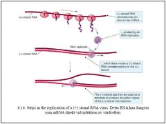 (+) strand RNA kan producera RNA replicase vilket gör en (-) strand komplementär till (+). Denna kan sedan användas för att skapa fler dotter kopior av (+)

Detta RNA kan fungera
som mRNA direkt vid infektion av värdcellen.