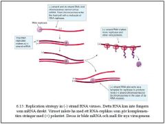 (-) strand RNA (och även ds strand RNA) kan inte agera som mRNA, de tar sig in i värcell med en molekyl av RNA replicase.
Viruset måste ha med ett RNA-replikas som gör komplementära
strängar med (+) polaritet. Dessa är både mRNA och mall...